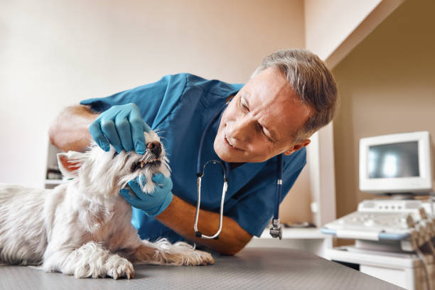 Best Emergency X-Rays and Diagnostics in Catoosa, OK